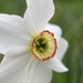 Narcissus poeticus - Photo (c) Anastasiia Merkulova, algunos derechos reservados (CC BY), subido por Anastasiia Merkulova