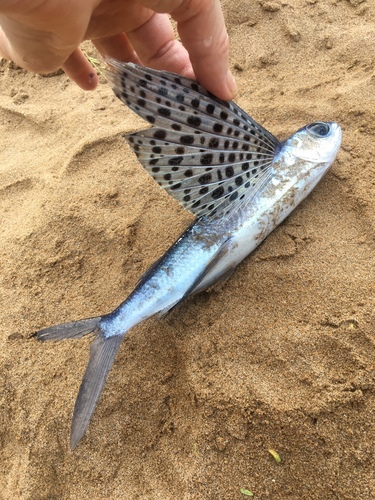 Blacksail flyingfish (Cypselurus simus) — Exocoetidae