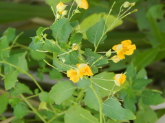 Impatiens ecornuta