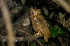 Sandy Scops-Owl photo 2