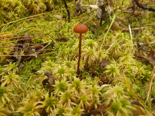 Phaeogalera stagnina image