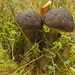 Leccinum melaneum - Photo (c) Иван Матершев, some rights reserved (CC BY-NC), uploaded by Иван Матершев