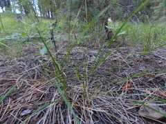 Piptatheropsis exigua