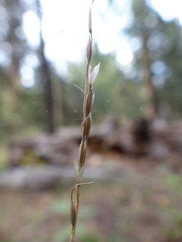 Little Ricegrass