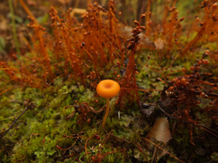 Loreleia postii