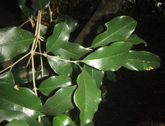 Olea woodiana