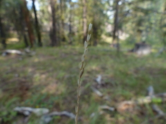 Piptatheropsis exigua