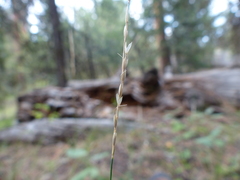 Piptatheropsis exigua