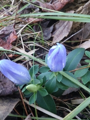 Gentiana catesbaei