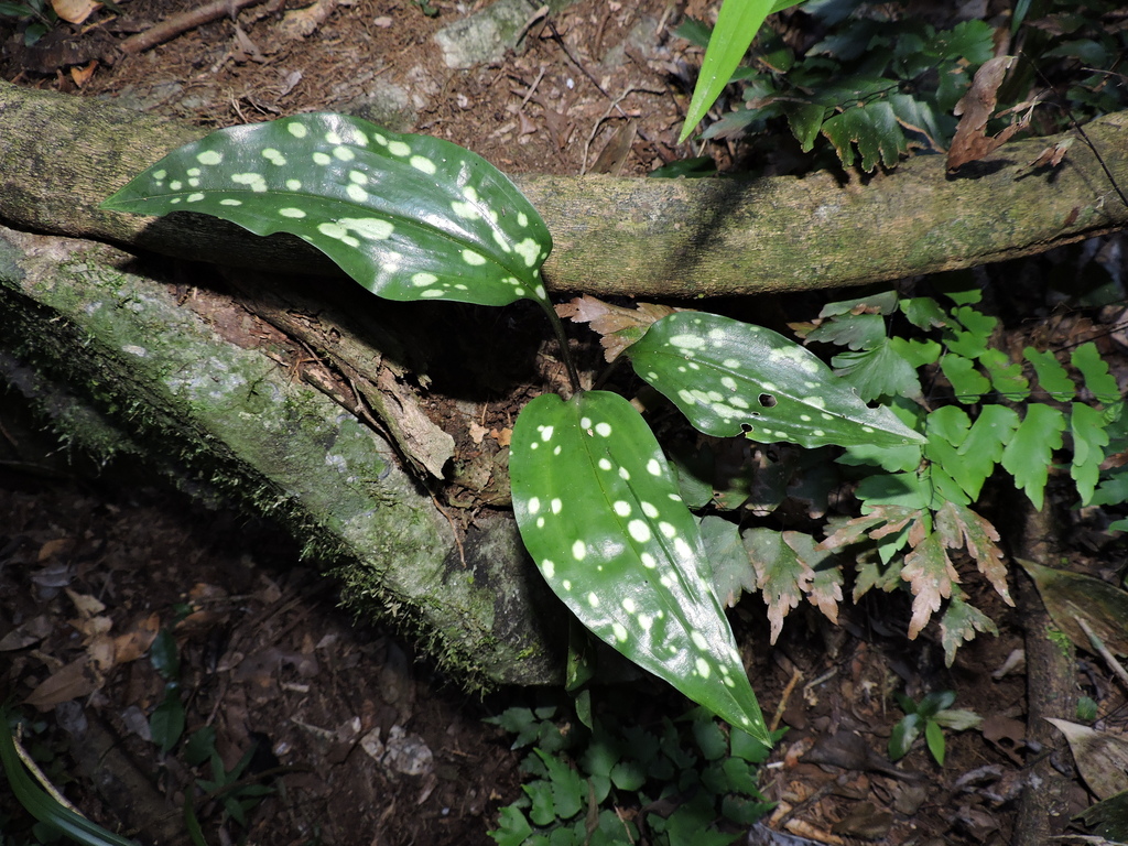 Pelexia novofriburgensis