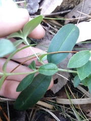Gentiana catesbaei