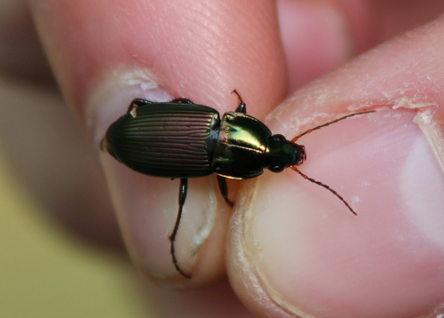 Woodland Ground Beetle photo 5