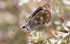 Hesperopsis libya