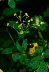 Hieracium scabrum