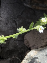 Harpagonella palmeri