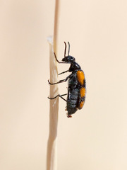 Eupompha elegans perpulchra