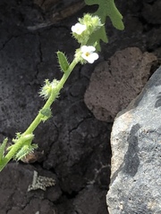 Harpagonella palmeri