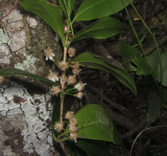 Tricalysia sonderiana
