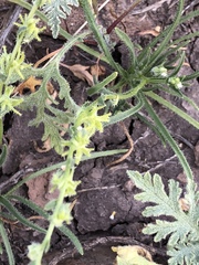 Harpagonella palmeri