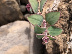Euphorbia tomentulosa