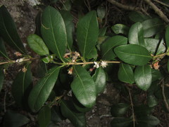 Tricalysia sonderiana