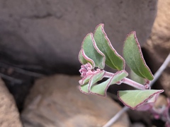 Euphorbia tomentulosa