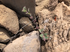 Euphorbia tomentulosa