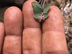Euphorbia tomentulosa