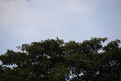 Lophoceros fasciatus