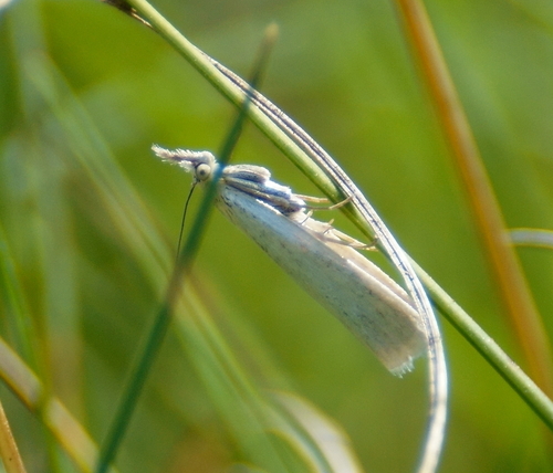 prairie sedge moth