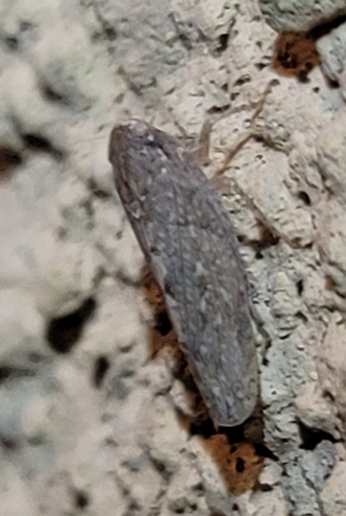 Iowanus from Miramonte at the River, Tucson, AZ, USA on May 20, 2023 at