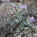 Centaurea pinnata - Photo (c) pepitogrullo, algunos derechos reservados (CC BY-NC)