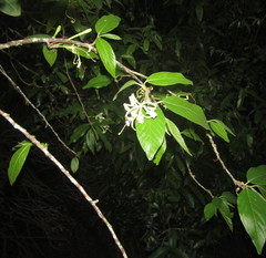 Turraea floribunda