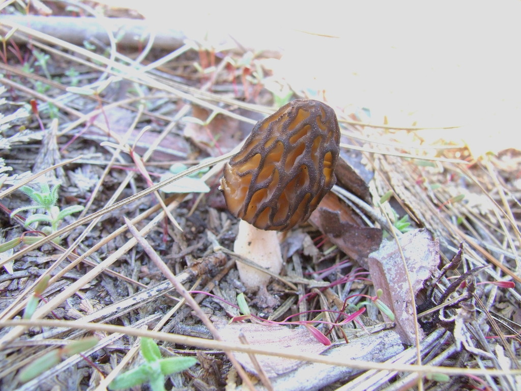 Black Morels from El Dorado County, CA, USA on May 19, 2023 at 0705 AM