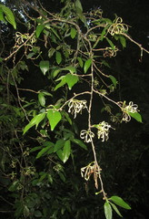 Turraea floribunda