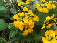 Aspicarpa hirtella