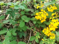 Aspicarpa hirtella
