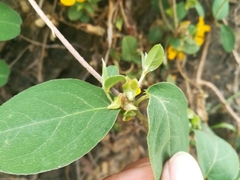 Aspicarpa hirtella