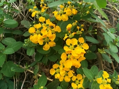 Aspicarpa hirtella
