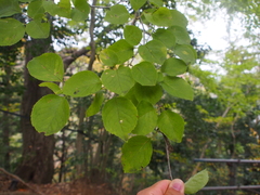 Ilex macropoda
