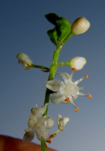 Asparagus densiflorus
