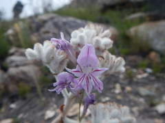 Gladiolus permeabilis permeabilis