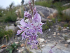 Gladiolus permeabilis permeabilis