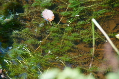 Hydrocharitaceae