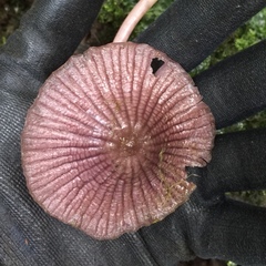 Mycena holoporphyra