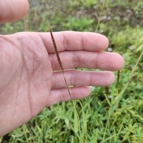 Image of Polytrias indica by no rights reserved
