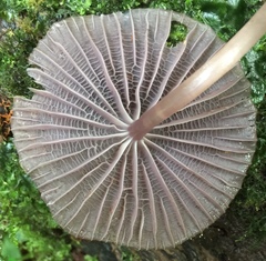 Mycena holoporphyra