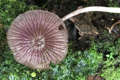 Mycena holoporphyra
