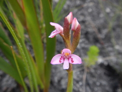 Disa vaginata