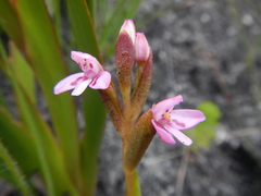 Disa vaginata